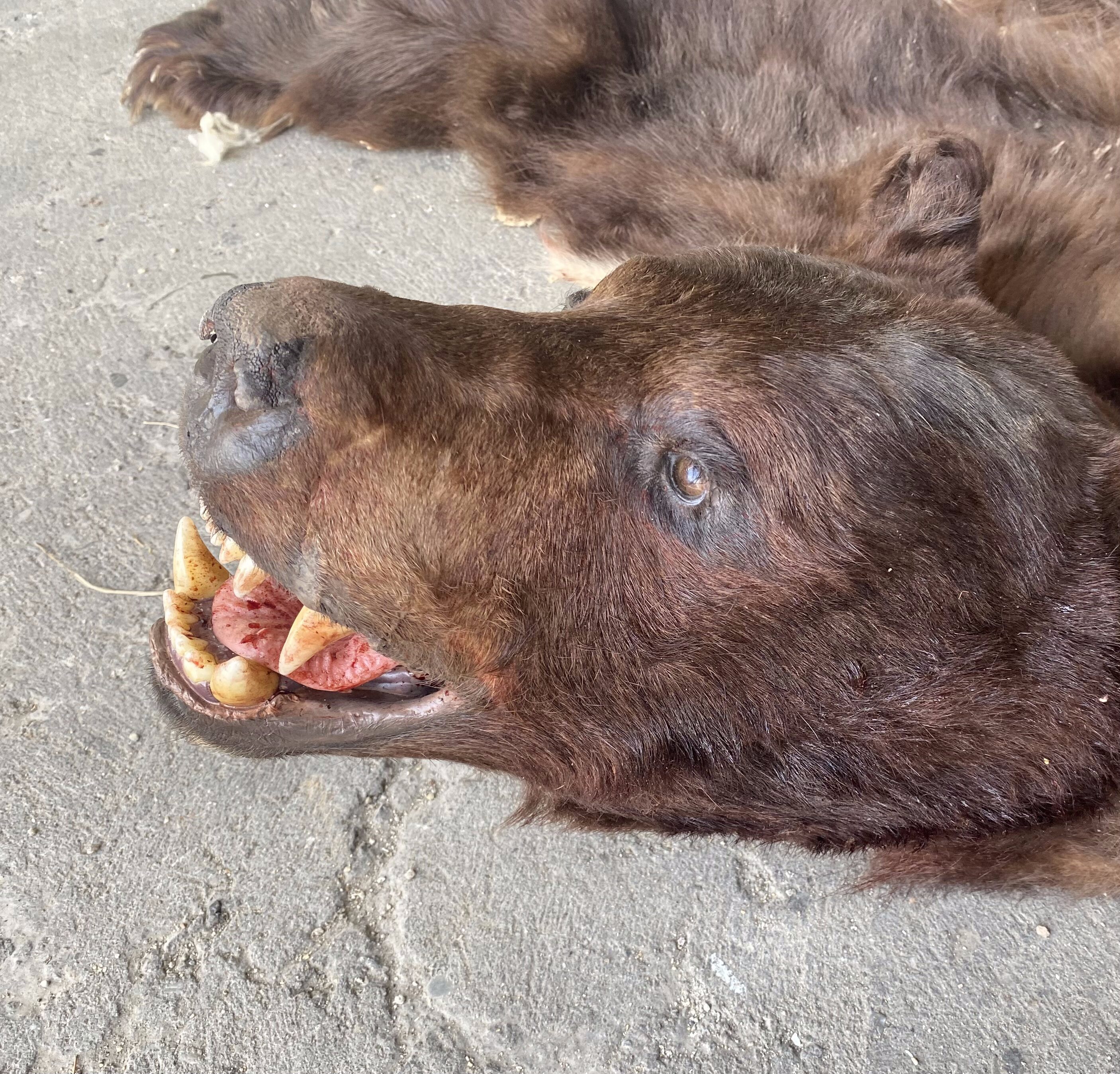 Bear skin